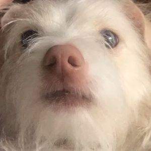 Meet your Posher, Shayna